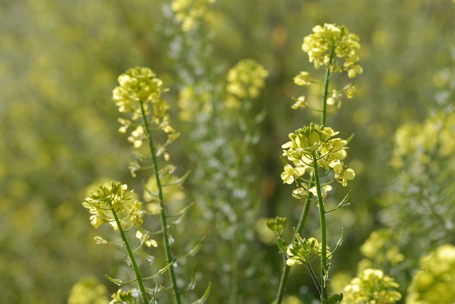 Sinapis alba